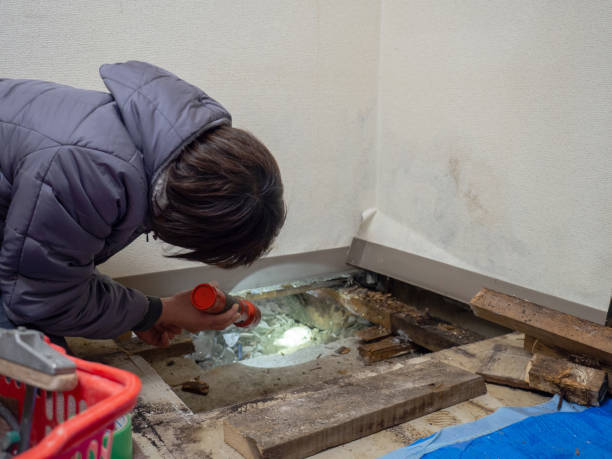 Best Attic Mold Removal  in Crittenden, KY