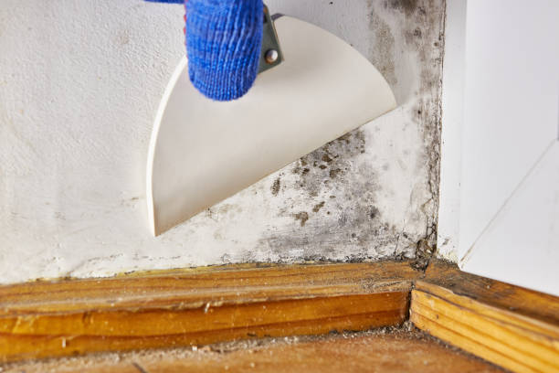 Best Crawl Space Mold Remediation  in Crittenden, KY